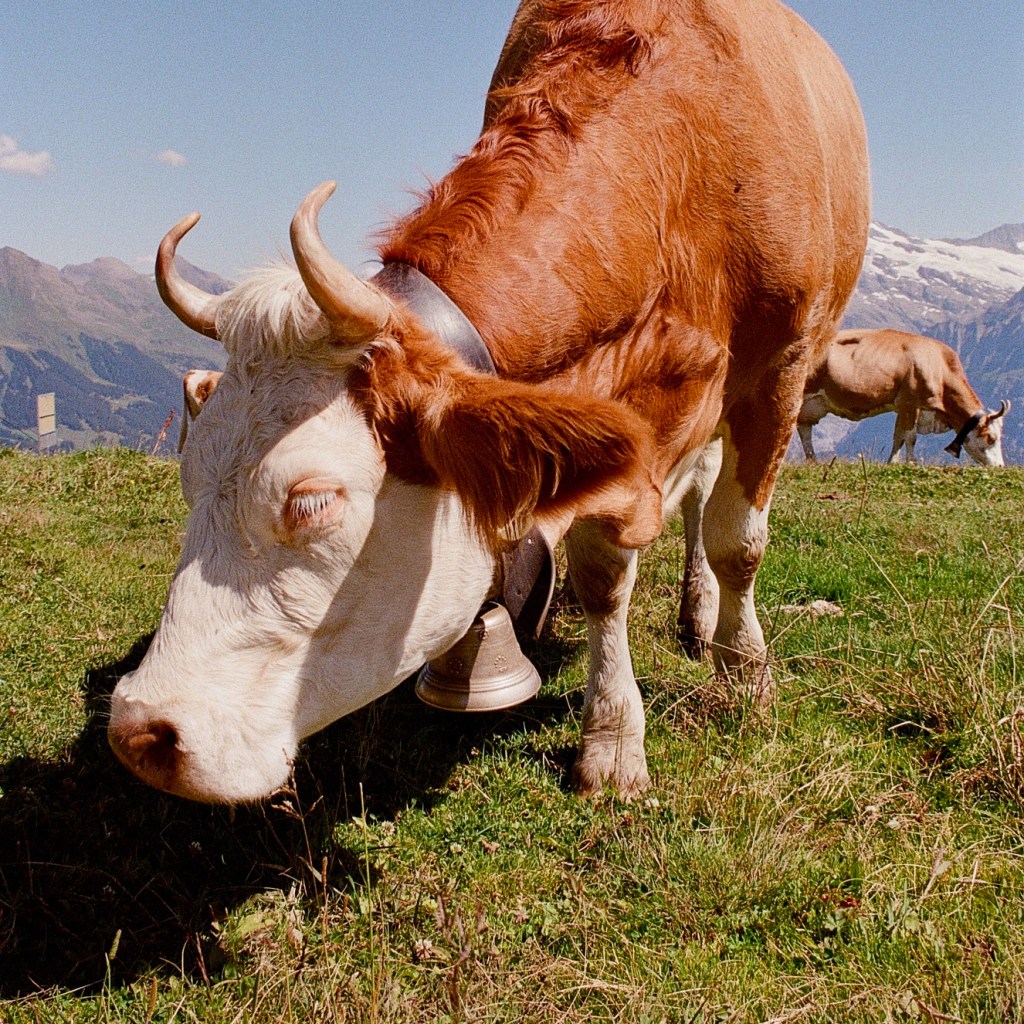 Reflections from the Bernese Oberland&nbsp;Region